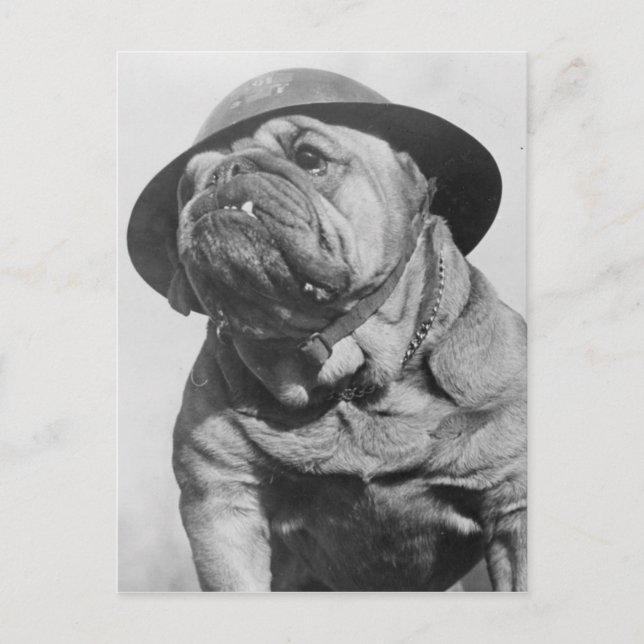 Funny Vintage Dog Wearing Military Helmet Postcard (Front)