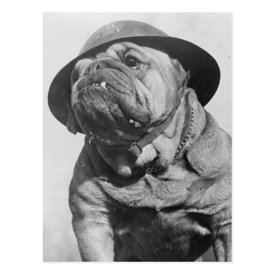 Funny Vintage Dog Wearing Military Helmet Postcard