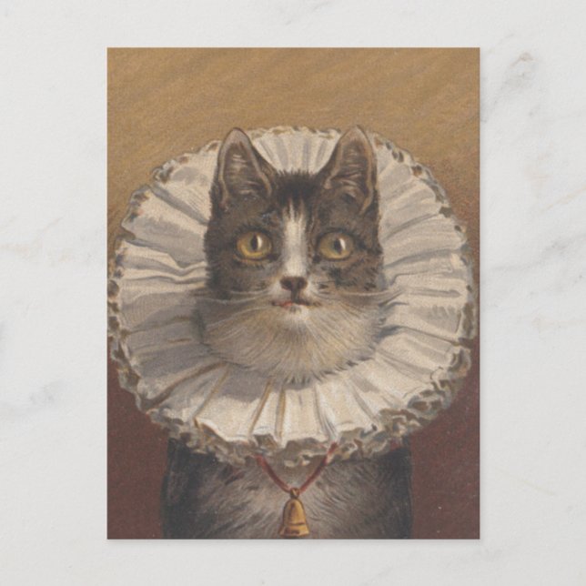 Funny Vintage Edwardian Cat Postcard (Front)