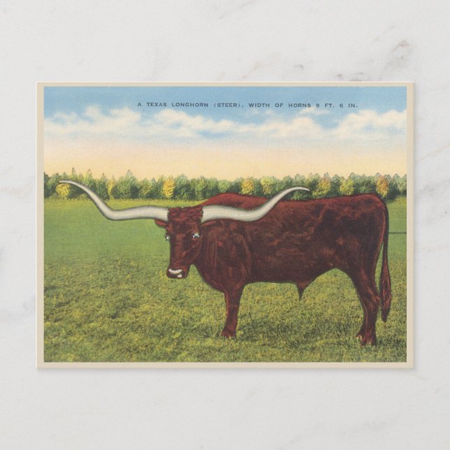 Funny Vintage Longhorn Steer Postcard (Front)