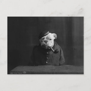 Funny Vintage Photograph of Dog in Uniform Postcard