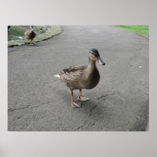 Funny Waddling Duck Print