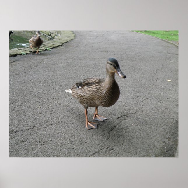 Funny Waddling Duck Print (Front)