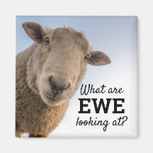 Funny What Are Ewe Looking At Sheep