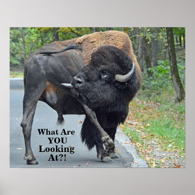 Funny What Are You Looking At? Bull Bison Poster (Front)