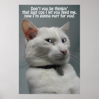 Funny White Cat Humour Pet-lover's Poster