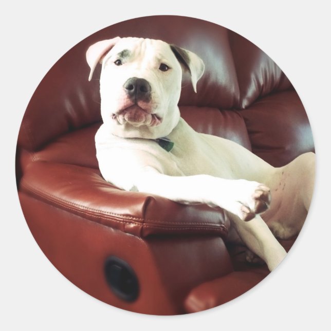 funny white pit bull dog on the couch classic round sticker (Front)