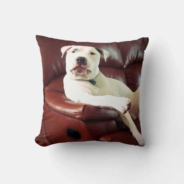 funny white pit bull dog on the couch cushion (Front)
