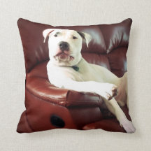 funny white pit bull dog on the couch