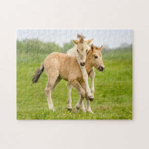 Funny Wild Konik Horses Foals Playing Together - Jigsaw Puzzle