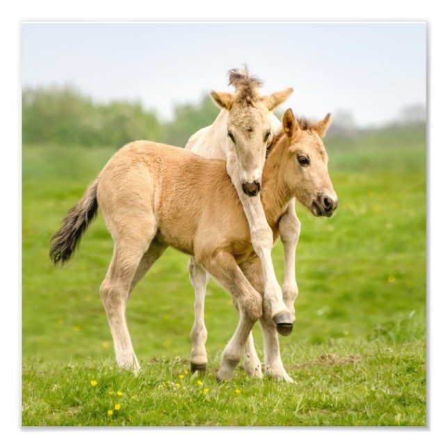 Funny Wild Konik Horses Foals Playing Together - Photo Print (Front)