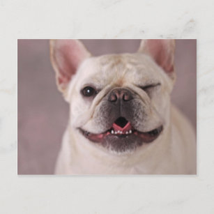 Funny winking Dog French Bulldog Postcard