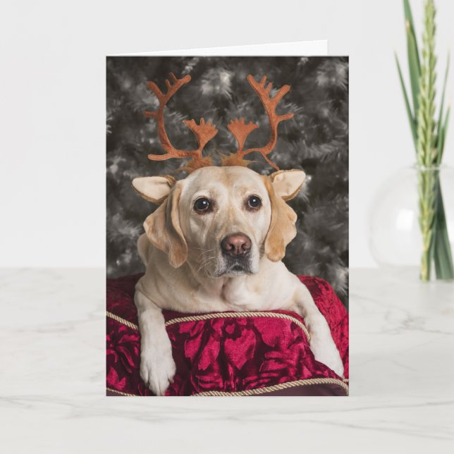 Funny Yellow Lab Christmas cards (Front)
