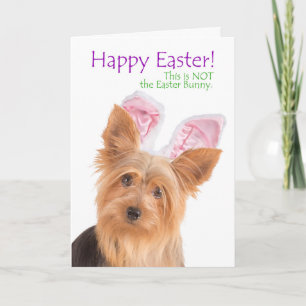 Funny Yorkie Easter Card