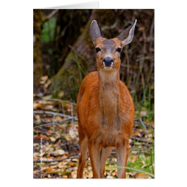 Funny Young Blacktail Deer Smiles at Photographer (Front)