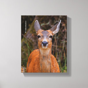 Funny Young Blacktail Deer Smiles at Photographer Canvas Print