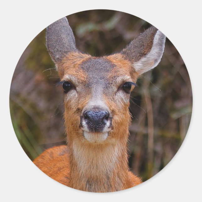 Funny Young Blacktail Deer Smiles at Photographer Classic Round Sticker (Front)