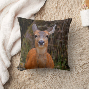 Funny Young Blacktail Deer Smiles at Photographer Cushion