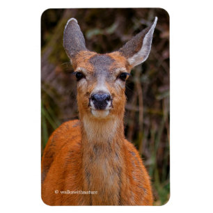 Funny Young Blacktail Deer Smiles at Photographer Magnet