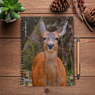 Funny Young Blacktail Deer Smiles at Photographer Notebook
