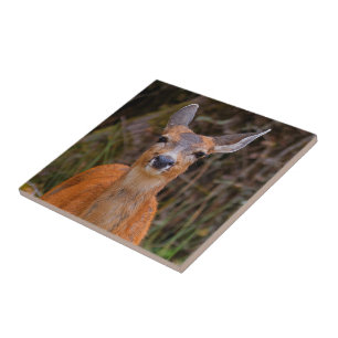 Funny Young Blacktail Deer Smiles at Photographer Tile