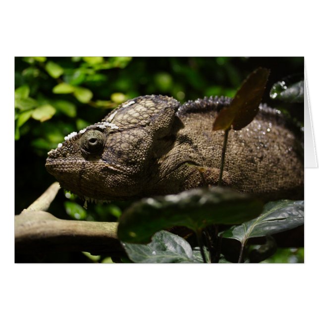 Furcifer oustaleti (Front Horizontal)