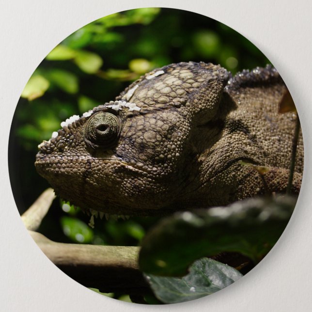 Furcifer oustaleti 6 cm round badge (Front)