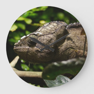 Furcifer oustaleti large clock