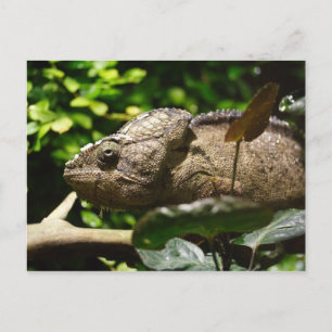Furcifer oustaleti postcard