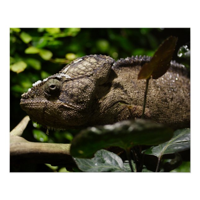 Furcifer oustaleti poster (Front)