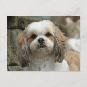 Furface Postcard
