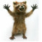 FURIOUSLY HAPPY RACCOON