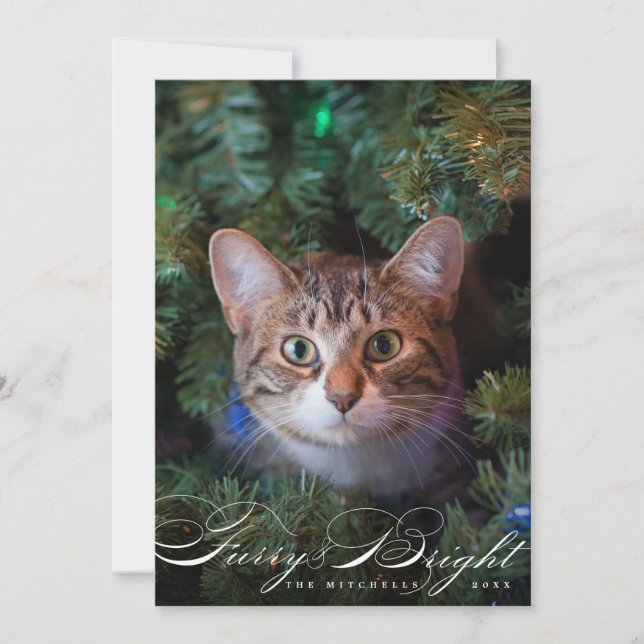 Furry and Bright Elegant Pet Cat Photo Card (Front)