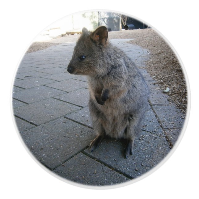 Furry Gray Australian Quokka, Ceramic Knob (Front)