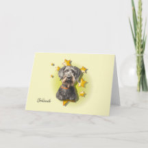 Furry Grey Schnoodle is a Star Card
