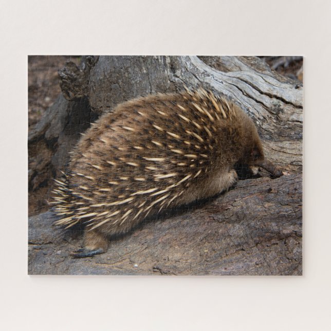 Furry Spiky Echidna Animal Wildlife, 520 pieces Jigsaw Puzzle (Horizontal)
