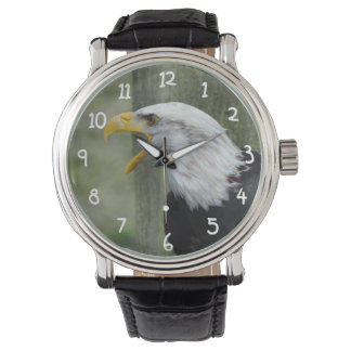 Fury Bald Eagle Watch