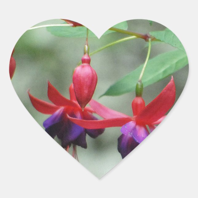 Fuschia1A.jpg Heart Sticker (Front)