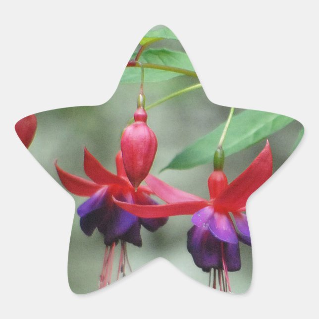 Fuschia1A.jpg Star Sticker (Front)