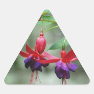 Fuschia1A.jpg Triangle Sticker