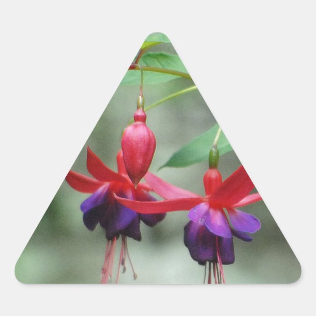 Fuschia1A.jpg Triangle Sticker (Front)