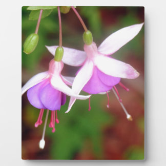 Fuschia Flowers Plaque