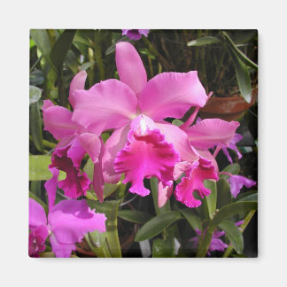 Fuschia Orchid Magnet