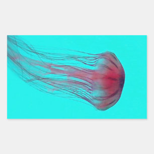 Fuschia Pink Jellyfish on Aqua Blue Green Rectangular Sticker