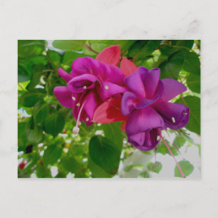 Fuschia Postcard