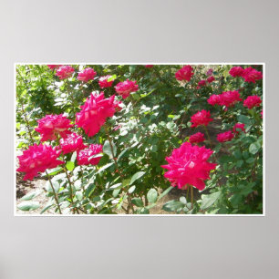 Fushia roses everywhere print