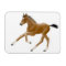 Future Champion Bay Foal Premium Magnet