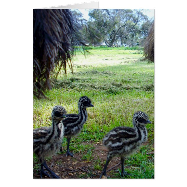 Fuzzy Baby Emu Chicks, (Front)