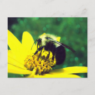 Fuzzy Bumblebee Photo Postcard