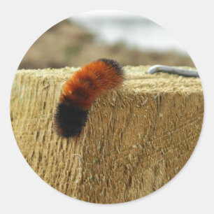Fuzzy Caterpillar Classic Round Sticker